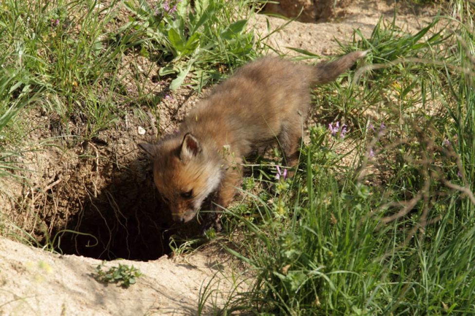 Zorrito